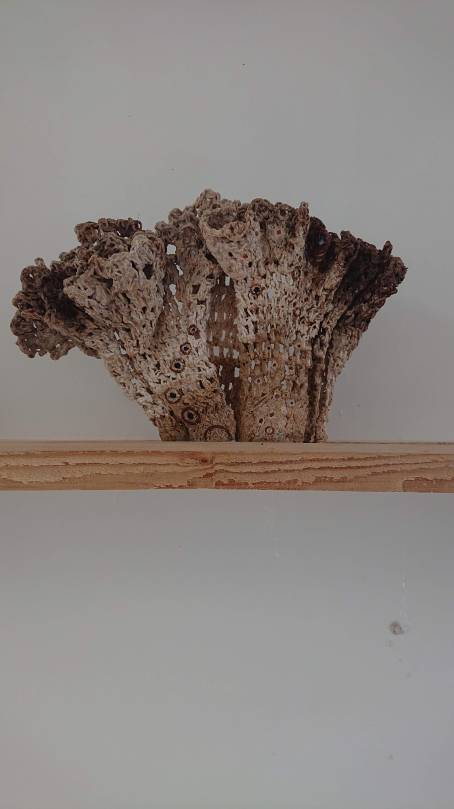 Joanne White. "Can't swim Back, You Started This' (2019). Crochet cotton ceramic